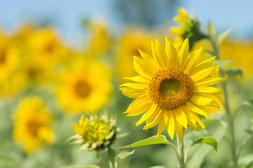 ひまわりのアップ