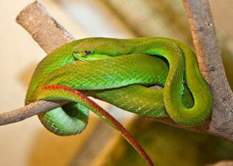 Trimeresurus albolabris, White-lipped Tree Viper. Indonesia.