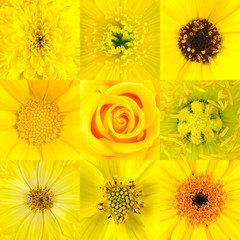 Collection of Nine Yellow Flower Macros