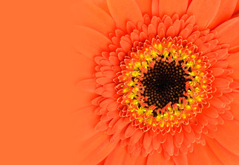 Orange Gerbera Flower with Gradient