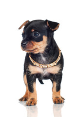 Obraz premium adorable little puppy with beautiful gold collar