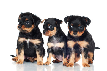 three small puppies together