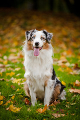 young merle Australian shepherd portrait in autumn