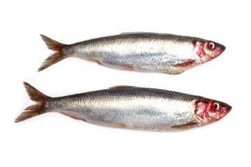 Fresh herrings isolated on a white studio background.
