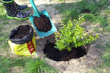 Planting - fertile soil