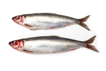 Fresh herrings isolated on a white studio background.