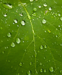 Green leaf with drops of water