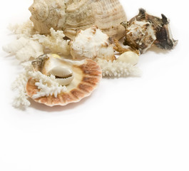 Fototapeta na wymiar Group of sea shells and corals isolated