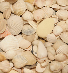 Sea shells background