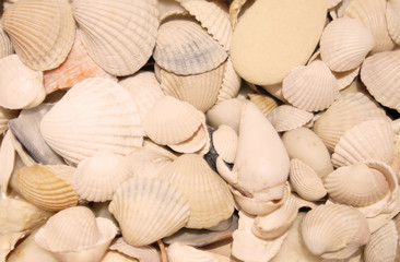 Sea shells background