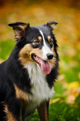 young black Australian shepherd portrait in autumn
