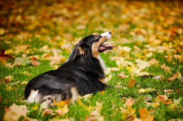 young black Australian shepherd relaxing in autumn