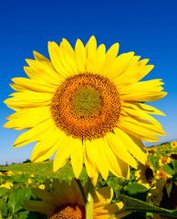 Beautiful sunflower against blue sky