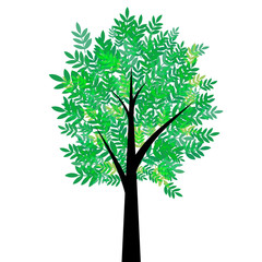 Fototapeta na wymiar Tree with green summer foliage