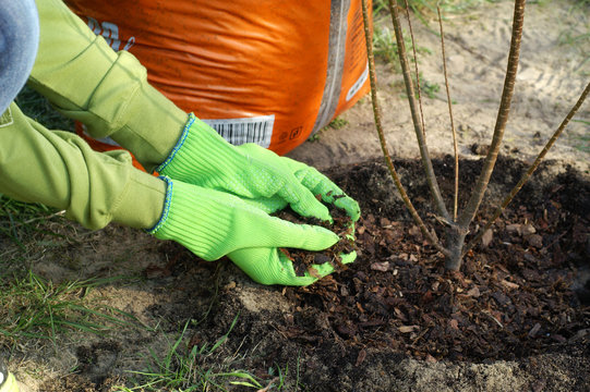 Planting - bark