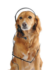 Cagnolina centralinista, primo piano