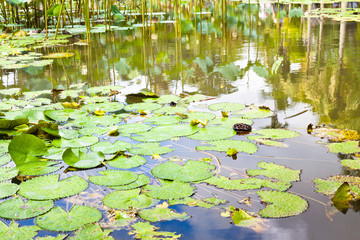 flore aquatique, nénuphar et lotus, Maurice