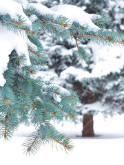Branches of blue spruce is covered with snow
