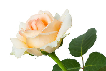 Pale pink rose on white
