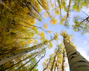 Yellow Aspens in Santa Fe