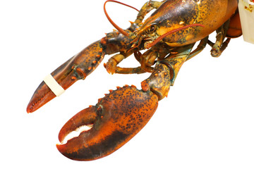 RAW Lobster