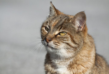 Tabby cat portrait