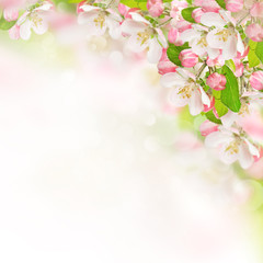 Fototapeta na wymiar apple blossoms over blurred nature background