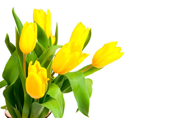 yellow tulips isolated on a white