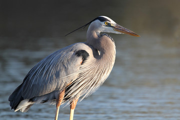 Great Blue Heron - Fort Myers Beach, Florida