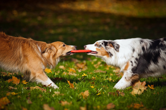 two dogs playing with a toy together