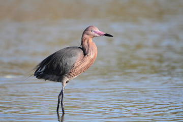 Reddish Egret Wading in a Shallow Pond