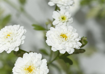Achillea flowers