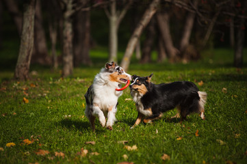 two Australian Shepherds play together