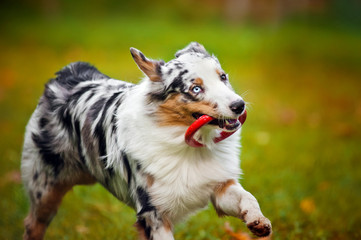 young merle Australian shepherd playing with toy