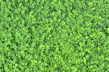 weeds cover the ground