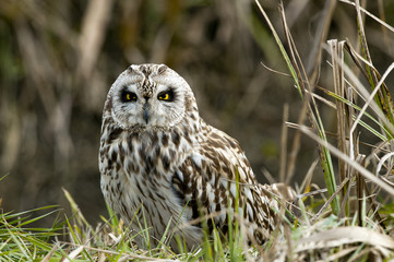 Short-eared owl