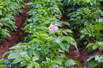 Potato field