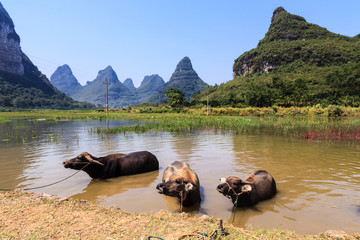Cows cooling down in water in Asia