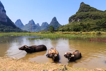 Tuinposter Cows cooling down in water in Asia © pwollinga