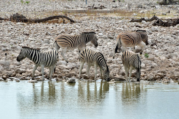 Obraz na płótnie Canvas Zebry przy wodopoju
