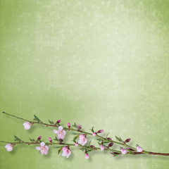 Beautiful abstract background with branch of Sakura