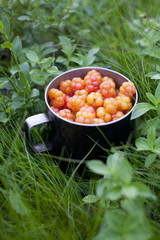 Rubus chamaemorus  moros mulberry herb fruits © habrda