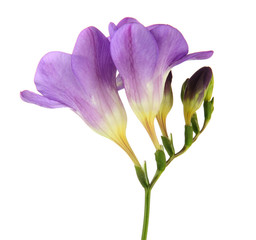 Purple freesia flower, isolated on white