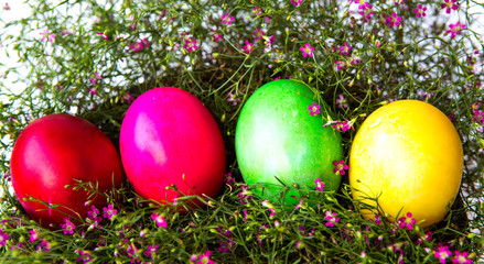 Colorful easter eggs on grass and flower