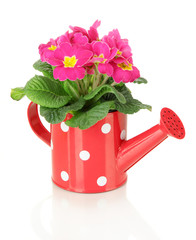 Beautiful pink primula in watering can, isolated on white