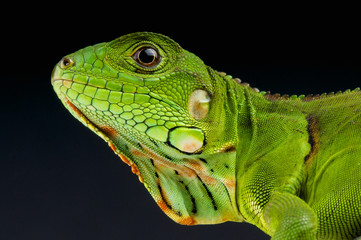 Green Iguana / Iguana iguana