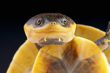 Amazon Toad-headed Turtle / Batrachemys raniceps