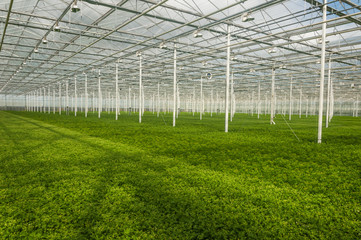Fototapeta premium Young plants growing in a very large plant nursery in the Nether