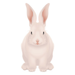 White and pink Happy Easter Bunny isolated - realistic vector - 49987688