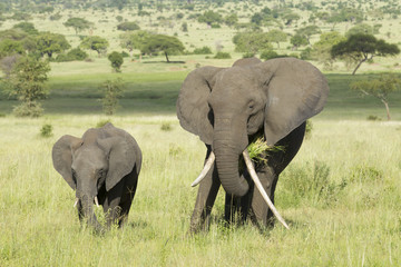 Female African Elephant with long tusk (Loxodonta africana) with
